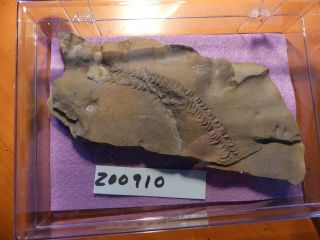 Fossil Trilobite Tracks Specimen Indiana with Acrylic Display 200910 3