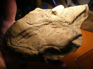 Fossil Trilobite Tracks Specimen Indiana With Acrylic Display 200908