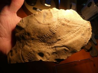 Fossil Trilobite Tracks Specimen Indiana with Acrylic Display 200908 2