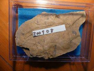 Fossil Trilobite Tracks Specimen Indiana with Acrylic Display 200908 3