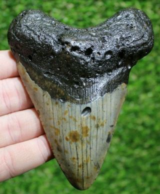 Megalodon Shark Tooth 4.  69 " Extinct Fossil Authentic Not Restored (cg18 - 135)