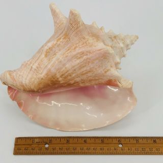Natural Queen Conch Large Pink Seashell 8 " X 7.  5 " Aliger Strombus Lobatus Gigas