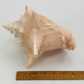 Natural Queen Conch Large Pink Seashell 8 