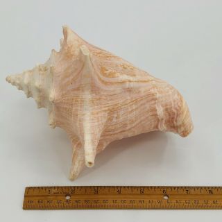 Natural Queen Conch Large Pink Seashell 8 