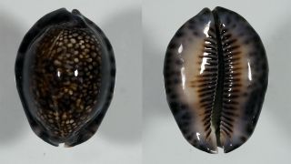 Cypraea Depressa Huge - Top Seashells -