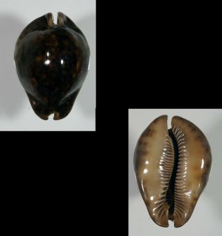 Cypraea Stercoraria Top Seashells -