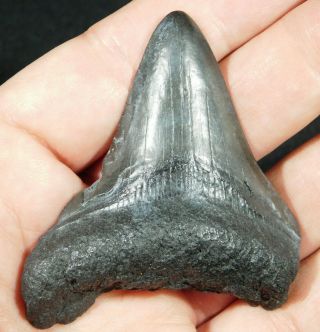 A And 100 Natural Carcharocles Megalodon Shark Tooth Fossil 42.  0gr