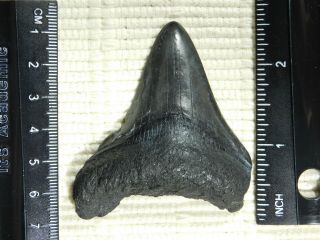 A and 100 Natural Carcharocles MEGALODON Shark Tooth Fossil 42.  0gr 2