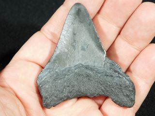 A and 100 Natural Carcharocles MEGALODON Shark Tooth Fossil 42.  0gr 3