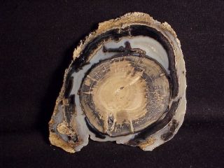 Rw " Petrified Wood Round " Blue Forest Eden Valley Wyoming