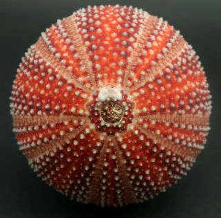 Lava Red Echinus Esculentus 76.  7 Mm Sea Urchin North Sea