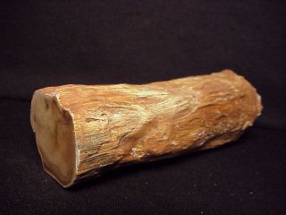Rw Polished " Petrified Wood Limb " From Mcdermitt,  Oregon Area 5 1/2 " Long