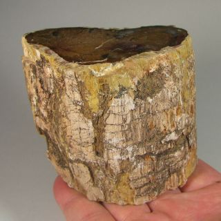 3.  3 " Polished Petrified Wood Branch Slab Fossil Standup - Madagascar - 1 Lb.