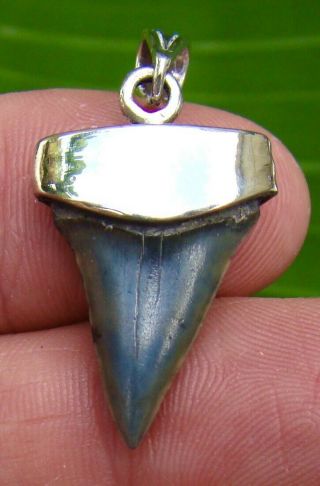 Mako Shark Tooth Necklace - 1 & 1/16 In.  Real Fossil - Sterling Silver