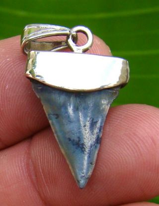 MAKO SHARK Tooth Necklace - 1 & 1/16 in.  REAL FOSSIL - STERLING SILVER 2