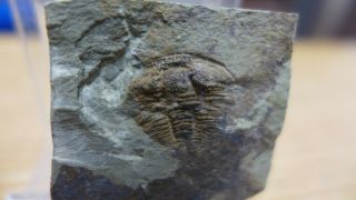 GEOLOGICAL ENTERPRISES Middle Cambrian trilobite Solenopleuropsis rouayrouxi 3