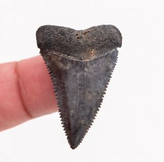 Florida Fossil Great White Shark Tooth