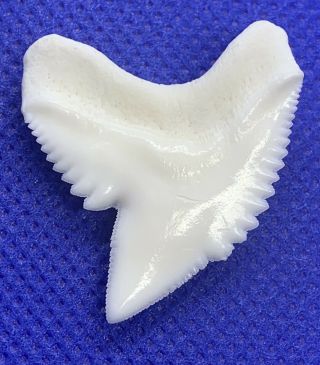 1 5/16” Tiger Shark Tooth Modern Authentic Beach Ocean Nautical Fishing White