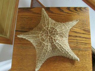 Extra Large Star Fish Sea Shell Beach 11” Very Big Cushioned Starfish