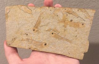 China Fossil Fish Multi Plate Lycoptera Sp.  Jurassic Dinosaur Age