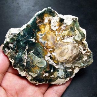 Petrified Wood Slab Green And Gold Colors Polished Both Sides