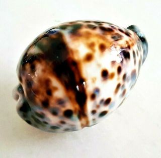 Seashell Cypraea Tigris Exceptional One - Of - A - Kind Shell