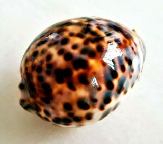 Seashell Cypraea Tigris Exceptional Golden Flame Shell