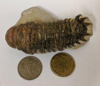 Devonian Age Trilobite Fossil From Morocco (l6608)