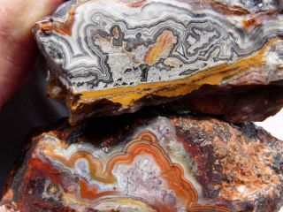 Rimrock: 3.  20 Lbs Mexican Crazy Lace Agate Rough