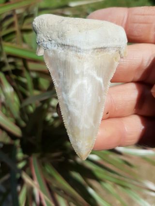Angustidens Shark Tooth Colorful Fossil Restored South Carolina Land Site