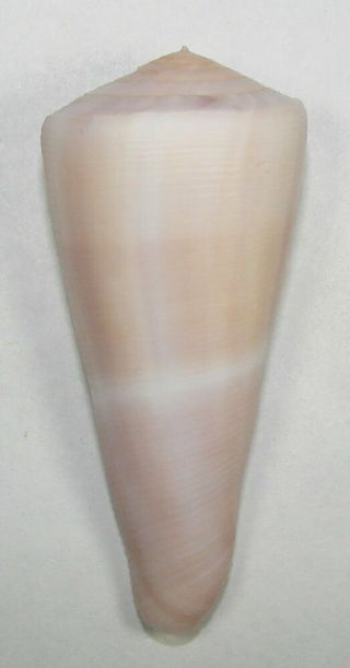 Conus Kintoki 68.  24mm Choice Rare Violet Specimen Bohol,  Philippines