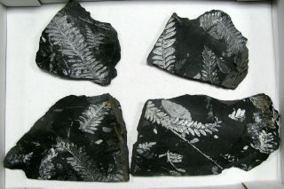 Extinctions - Flat Of 4 Detailed White Fossil Fern Plates,  Pa