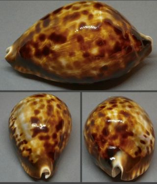 Sea Shell Zoila Friendii Friendii 72.  2 Mm.  Dark,  Very Colorful Shell