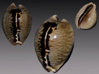 Seashell Cypraea Mus Special Color “niger” Very Unusual Pattern 36.  8 Mm