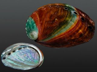 Seashell Haliotis Discus Hannai Fantastic Very Colorful Species 68.  4 Mm