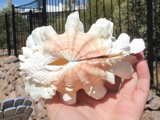 Tridacna Squamosa Yellow/pink Lined Fluted Ruffled Clam Shell Matched Pair,  6 "