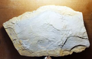 3 Fossil Bird Tracks 1914 • Eocene Age Plate • Several Partial Tracks
