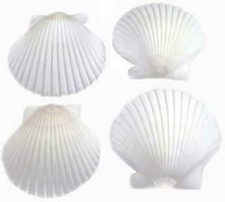Set Of 50 White Florida Scallop Shells About 2 " Seashells For Beach Wedding D.