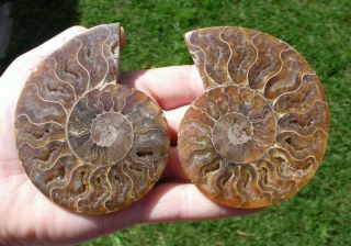 Fossil Sliced And Polished Ammonite Madagascar Split Pair Dinosaur 3,  " - 80mm