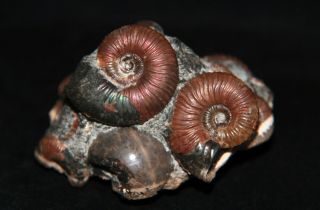 Ammonite Acanthoplites Jauberticeras Ptychoceras Fossil