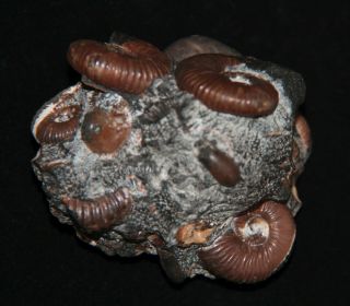 Ammonite Acanthoplites Jauberticeras Ptychoceras Fossil 2