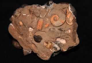 Ammonite Acanthoplites Jauberticeras Ptychoceras Fossil 3
