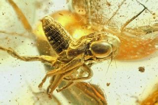 Baltic Amber,  Fossil Inclusion,  Detailed Cicadellidae - Leafhopper
