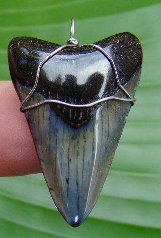 Juvenile - Megalodon Shark Tooth Necklace - 1 & 9/16 In - 100 Real