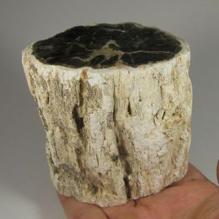 3.  6 " Polished Petrified Wood Branch Slab Fossil Standup - Madagascar - 1.  6 Lbs.