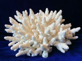 Natural White Hawaiian Coral Reef Aquarium Crafts Jewelry Decor Decoration