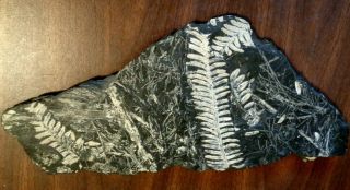 Double Sided Fern Fossil On Slate Rock - 13 " X 6 " Piece