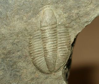 Phillibole Aprathensis Positive/negative,  Carboniferous Trilobite From Poland