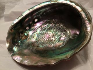 Large 8 " Radiant Opalescent Red Abalone Shell