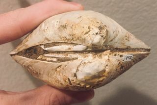 Rare Large Indonesia Fossil Bivalve Cytherea martin Pliocene Age Shell Clam 3